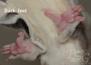Back feet of a sugar glider
