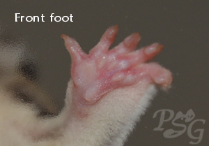 Front foot of a sugar glider