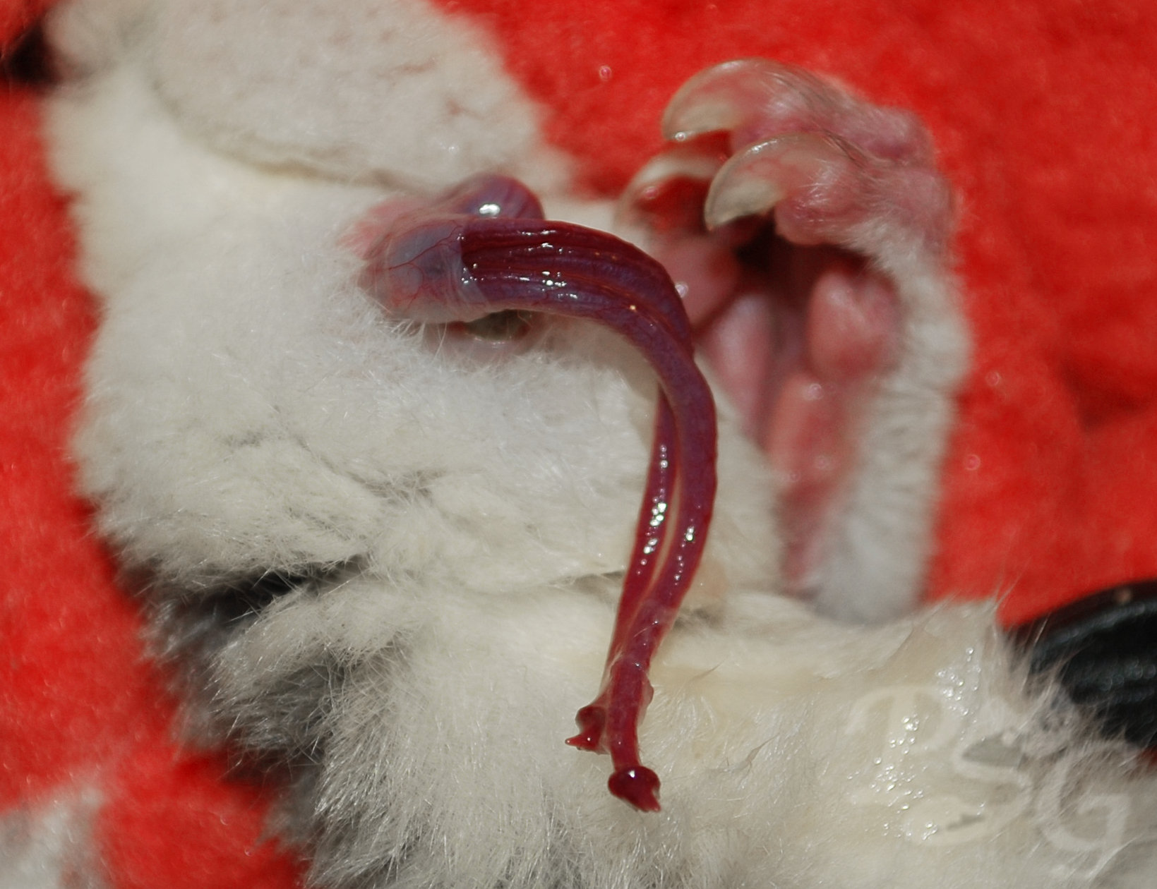 Sugar glider bifurcated penis close-up