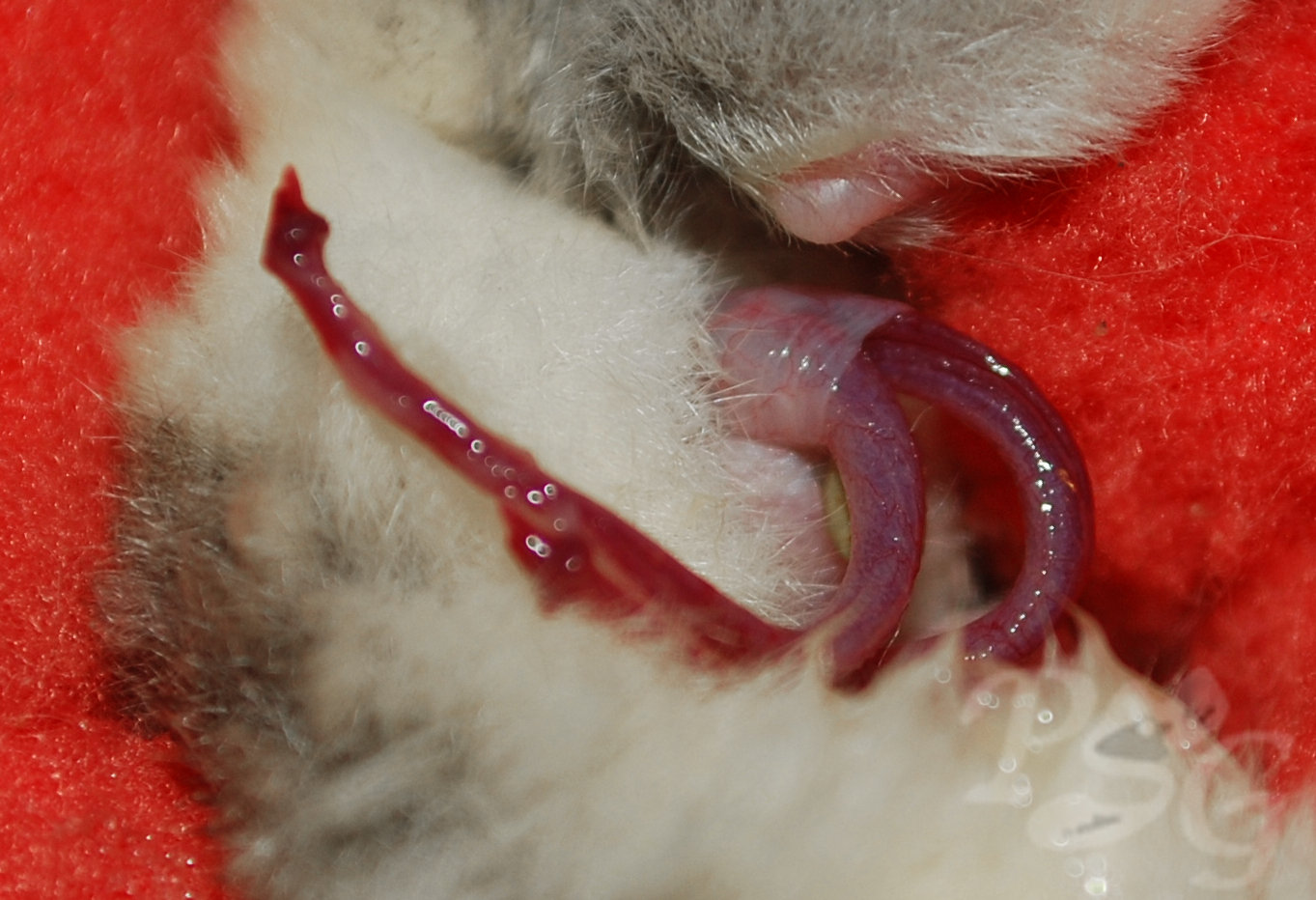 Sugar glider penis anatomy close-up
