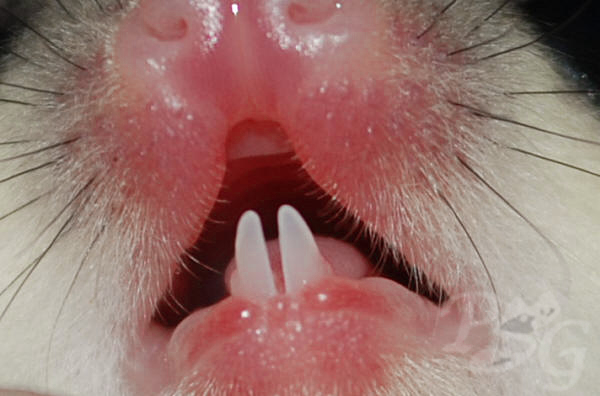 Sugar glider lower incisors visible