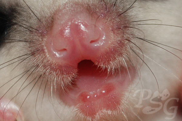 Sugar glider teeth photo
