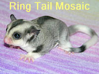 Ring tail mosaic sugar glider example