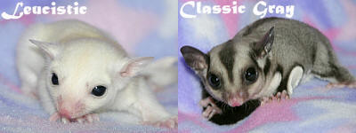 Leucistic sugar glider compared with classic gray
