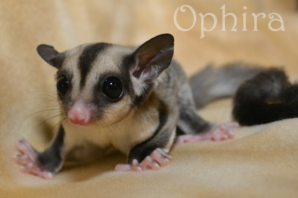 Classic gray sugar glider named Ophira