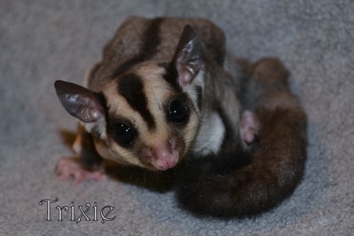 Classic gray sugar glider named Trixie