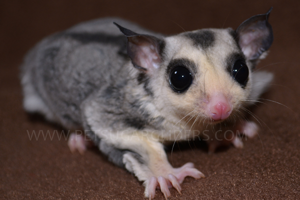 Pet sugar gliders