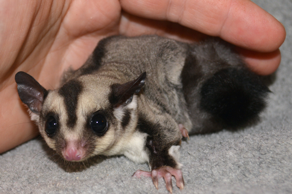 Pet sugar gliders